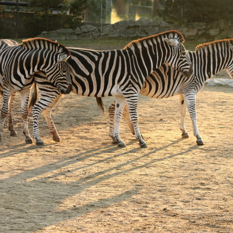 Advent v liberecké zoo