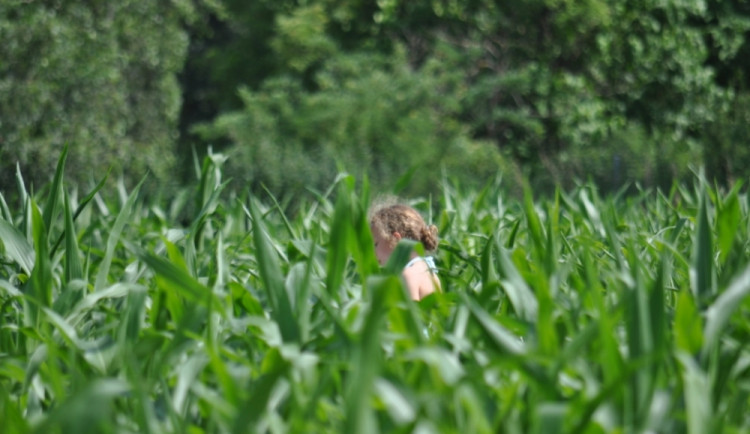 Chcete se ztratit v kukuřici? Ještě je možnost