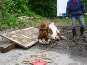 Jalovici tahali hasiči z potoka. Foto: HZSLK