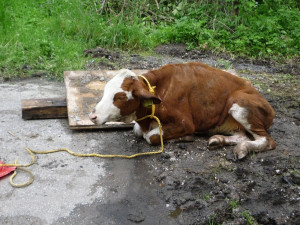 Jalovici tahali hasiči z potoka. Foto: HZSLK