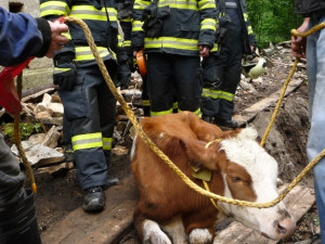 Jalovici tahali hasiči z potoka. Foto: HZSLK