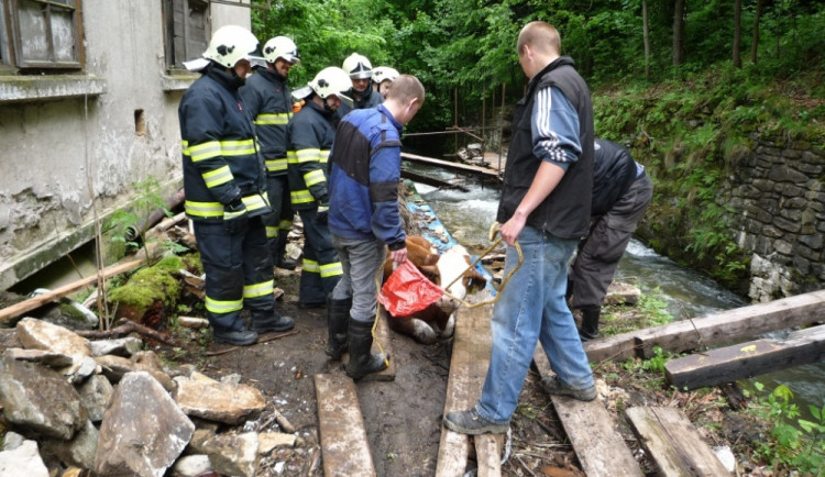 Jalovici tahali hasiči z potoka. Foto: HZSLK