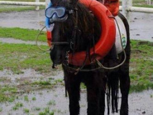 Čtyřnozí kamarádi jsou na vodu připravení.