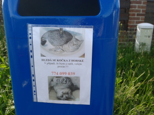 Někdo na Horské ztratil kočku.