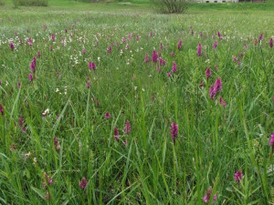 Naučná stezka na Rádle provede orchidejovou loukou
