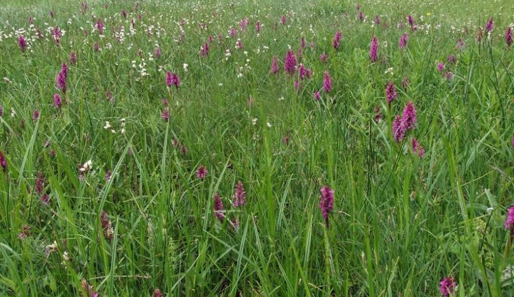 Louka na Rádle. Foto: AOPK