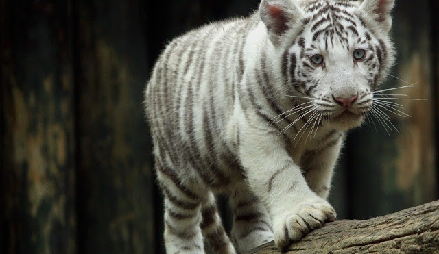 Tygřata oslaví v sobotu 1. narozeniny. Školáci se samými jedničkami mají vstup na oslavu zdarma. Foto: Zoo Liberec