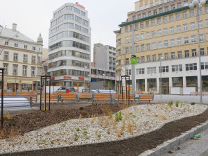 Zeleň na Soukenném náměstí nepřežila první zimu