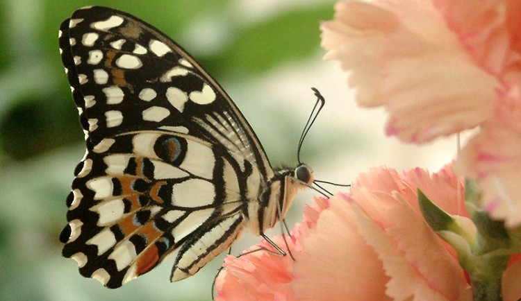 Motýl. Foto: Schmetterlingshaus.info
