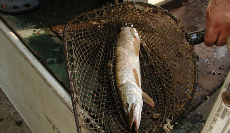 Štika. Ilustrační foto: Rybsvaz-liberec.cz