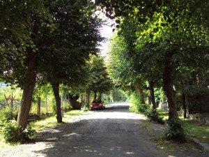 Ulice se stromy měly velké kouzlo .V letních dnech je tu i příjemně