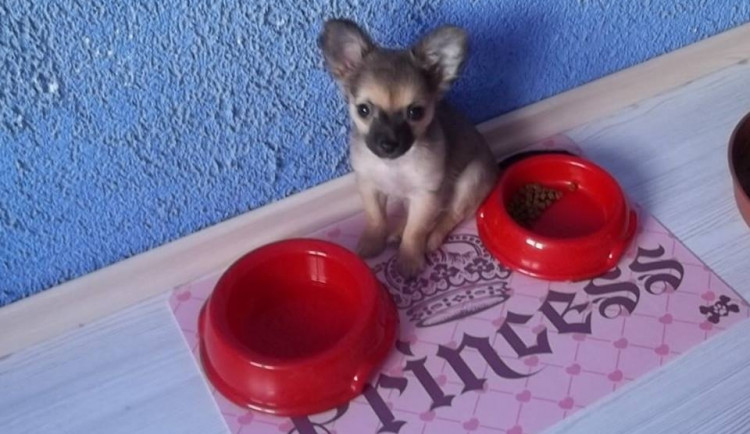 Jak zvládnout letní vedra s domácími mazlíčky