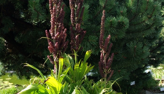 Kýchavice černá. Foto: Botaniliberec.cz