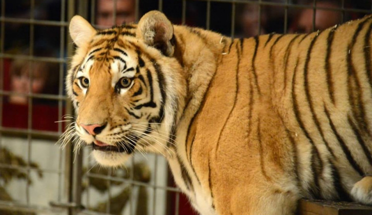 Cirkus Jo - Joo míří do Liberce. Soutěžte o rodinné vstupenky