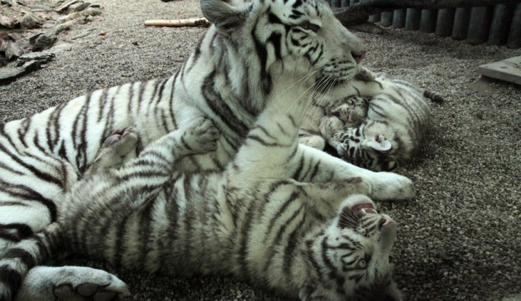 Bílý tygr. Ilustrační foto: ZOO Liberec