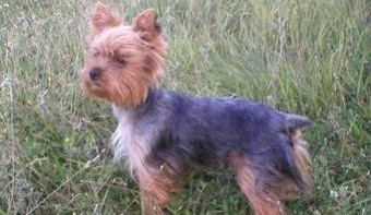 Yorkšír. Ilustrační foto: Steti.cz