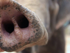Slonice Rání dostane v liberecké zoo novou kamarádku