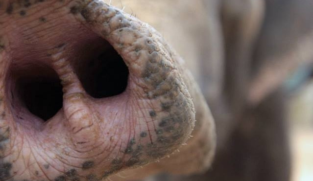 Slonice Rání. Foto: Zoo Liberec