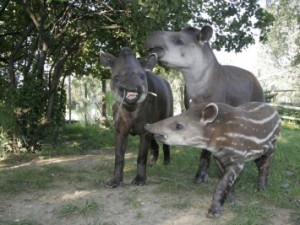 Tapíři v liberecké zoo se páří. Praha jim nejspíš nechybí