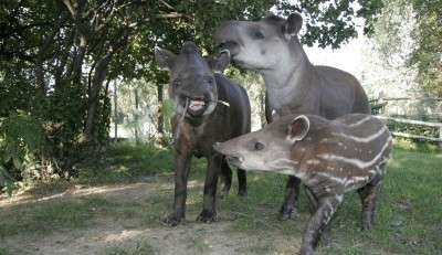 Tapír jihoamerický. Foto: Pražská zoo