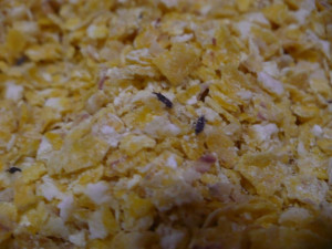 Škůdci ve vločkách. Foto: SZPI