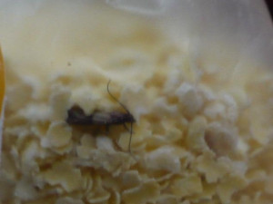 Mol v jáhlových vločkách. Foto: SZPI