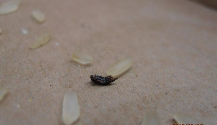 Škůdci v dlouhozrnné rýži. Foto: SZPI