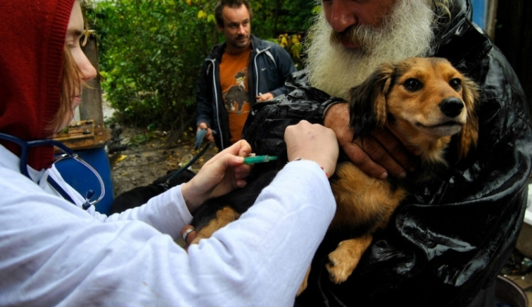 Veterináři bez hranic budou očkovat i v Liberci. Foto: Vsf-cz.eu