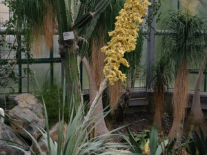 V botanické zahradě vykvetl po patnácti letech vzácný Dasylirion