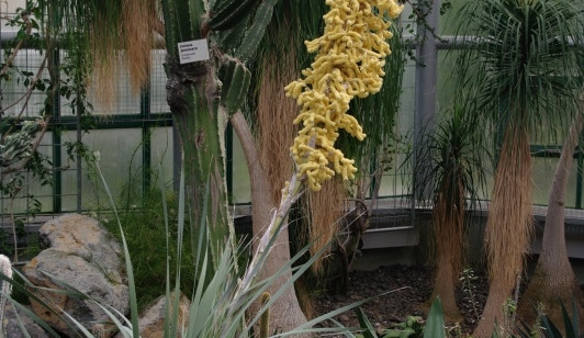 Dasylirion glaucophyllum v liberecké botanické zahradě