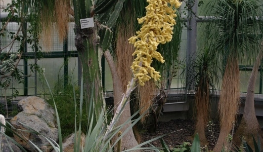 Dasylirion glaucophyllum v liberecké botanické zahradě