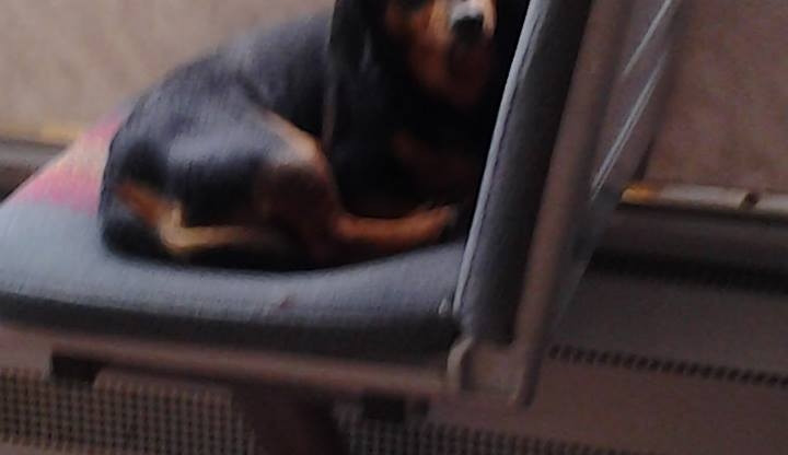 Ztracený kříženec jel tramvají z Jablonec do Liberce. Foto: Facebook