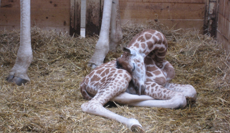 Nový přírůstek liberecké ZOO. Foto: ZOO Liberec
