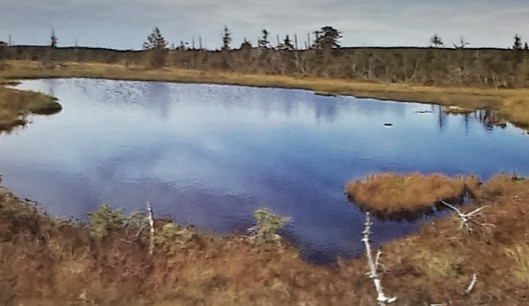 Rašeliniště v Jizerských horách.