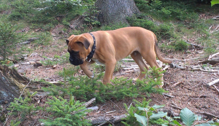 Dávejte pozor na své psy. V lese mohou chytit smrtelnou chorobu!
