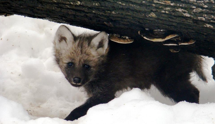ilustrační foto: ZOO Liberec
