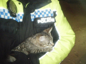 Hlídka městské policie našla zavřenou kartónovou krabici, ve které byla dvě prochladlá koťátka