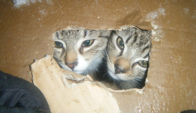 Hlídka městské policie našla zavřenou kartónovou krabici, ve které byla dvě prochladlá koťátka