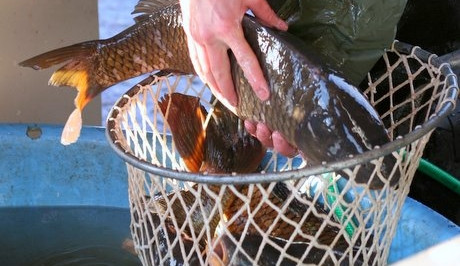 Vánočních kaprů bude dostatek. Cena výrazně nevzrostla