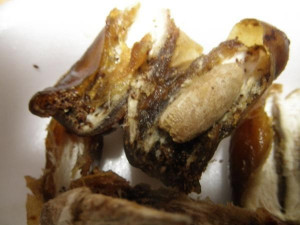 Balení kontaminovaných datlí. Foto: SZPI