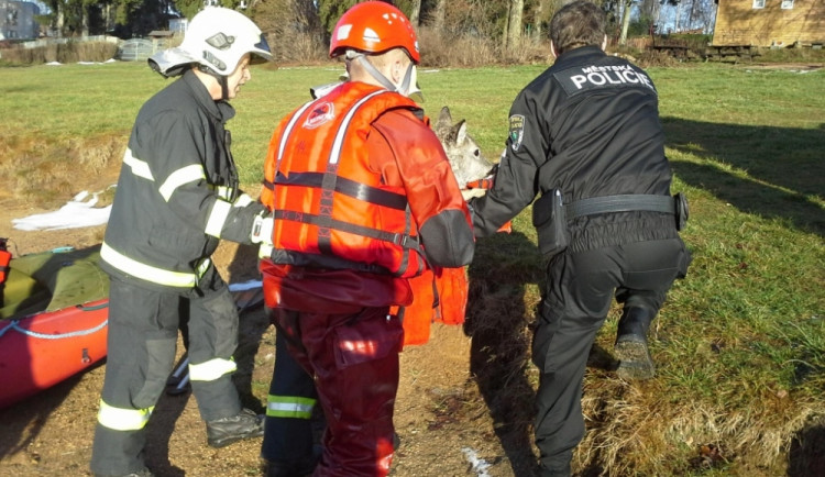 Srnka propadla ledem do přehrady. Foto: HZSLK