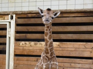 Žirafátko je posledním mládětem roku narozeným v ZOO