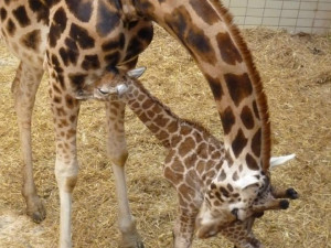 Posledním mládě roku je žirafátko. Foto: ZOO Liberec