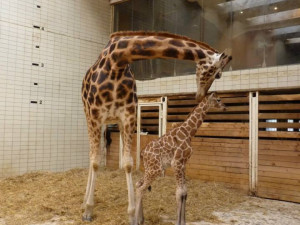 Posledním mládě roku je žirafátko. Foto: ZOO Liberec