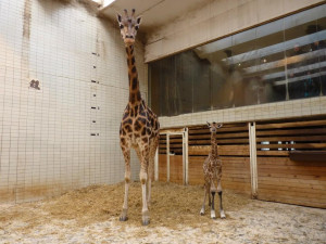 Posledním mládě roku je žirafátko. Foto: ZOO Liberec