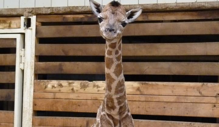 Posledním mládě roku je žirafátko. Foto: ZOO Liberec
