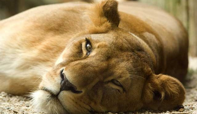 Foto: ZOO Liberec,Tomáš Josel