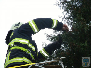 Kosáka vysvobodili ze sevření provázku až hasiči. Foto: Hasiči Hrádek nad Nisou