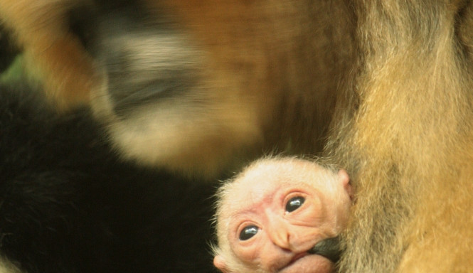 Malý gibon se svou matkou Wen-Wen. Foto: ZOO Liberec