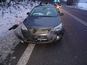 Řidič u Bílého Kostela trefil čtyři divočáky najednou